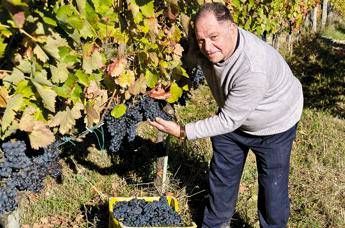 Il 're dell’Aglianico': A Montemarano in Irpinia vendemmia di qualità